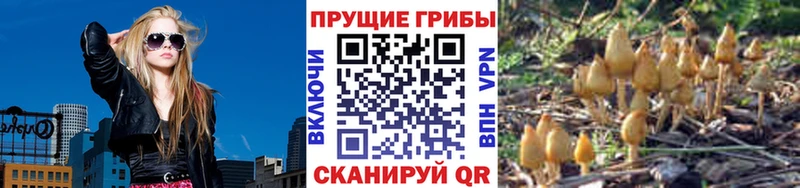 Купить  Оленегорск  Галлюциногенные грибы прущие грибы 